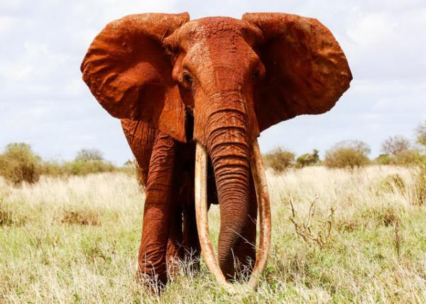 Red Elephant0001.JPG