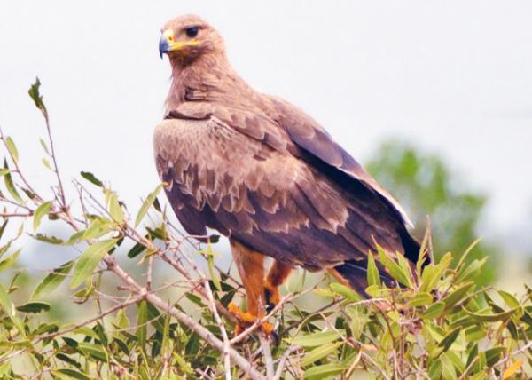 2013-12-26_Black Kite -10001.JPG