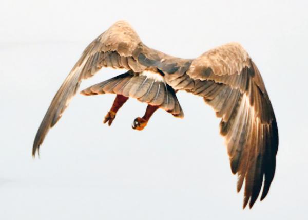 2013-12-26_Black Kite-20001.JPG
