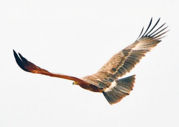 2013-12-26_Black Kite-30001.JPG