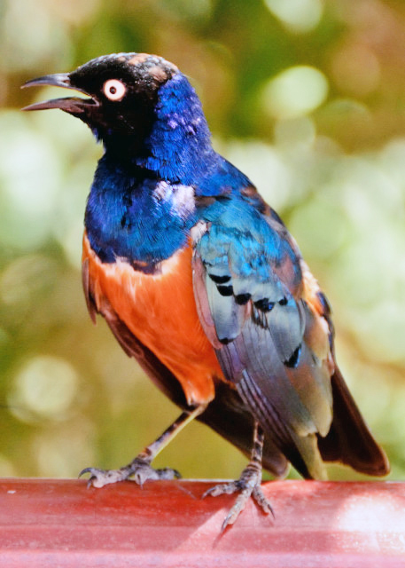 2013-12-26_Starling -40001.JPG