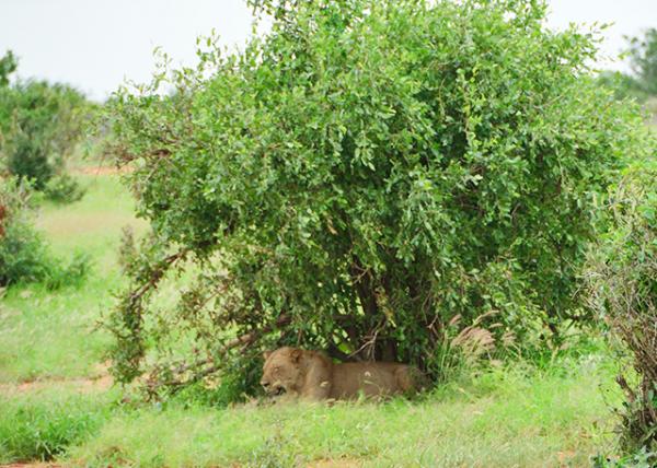 2013-12-26_Male Lion-20001.JPG