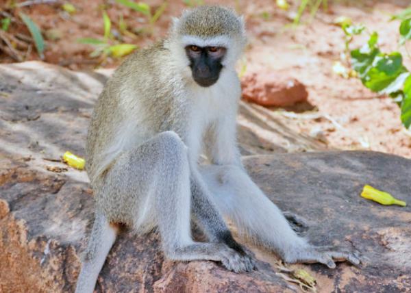 2013-12-26_Vervet Monkey ڳβ0001.JPG