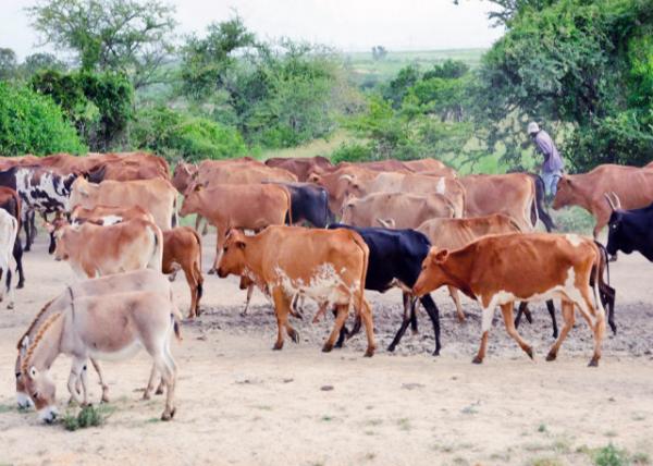 2013-12-26_A Drove of Cows һȺţ0001.JPG