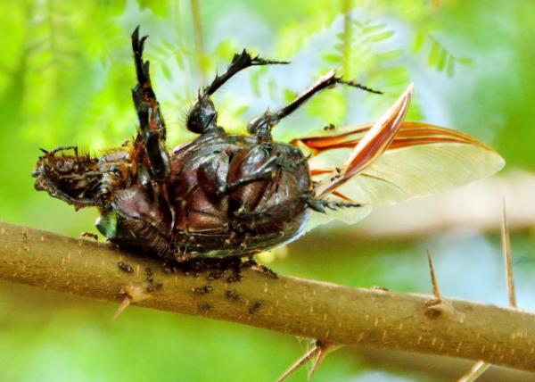 2013-12-26_Cicada 0001.JPG