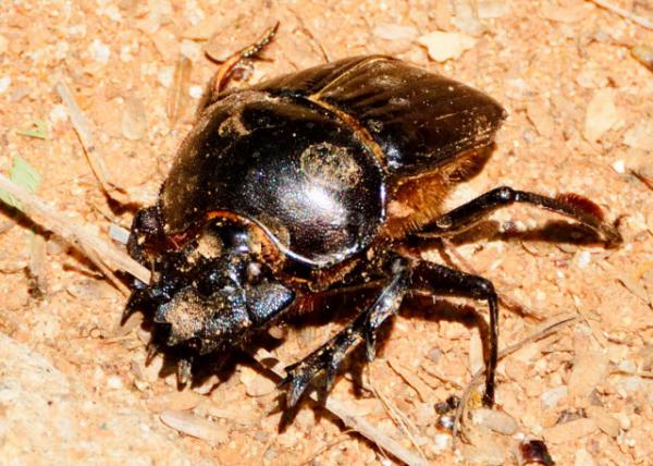 2013-12-26_Beetle ׳0001.JPG