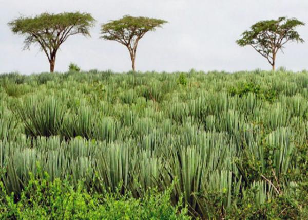 2013-12-26_East Tsavo NP_Acacia Tree ϻ-50001.JPG