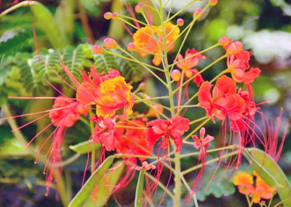 2013-12-26_Flower_Peacock Flower ȸ0001.JPG