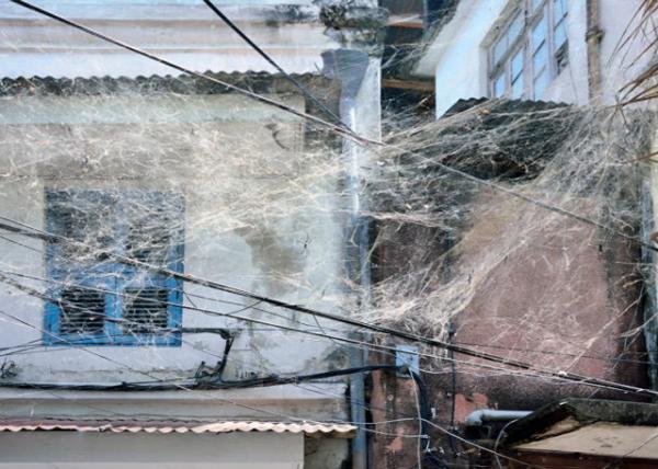 2013-12-27_Spider Cobweb in Stone Town ʯǡ֩0001.JPG