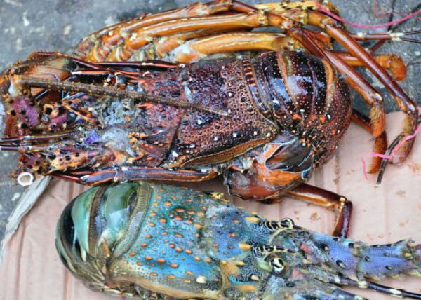 2013-12-27_Zanzibar Central Market_Kreef, the Lobster, Crawfish, or Crayfish ˮϺ-100001.JPG