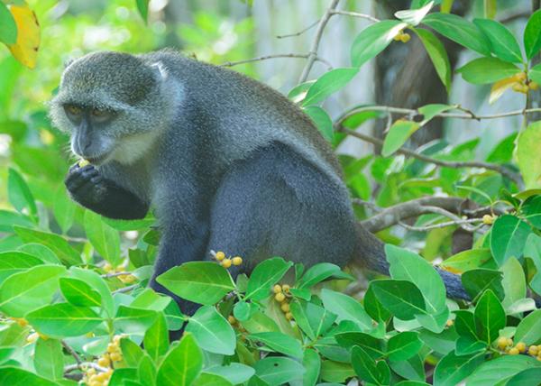 2013-12-27_Sykes Monkey w A Grizzled Cap Ұɫͷ-20001.JPG