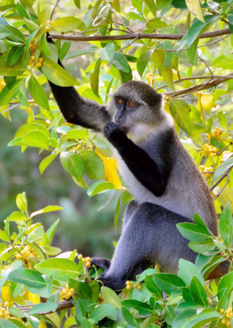 2013-12-27_Sykes' Monkey ೤β-10001.JPG