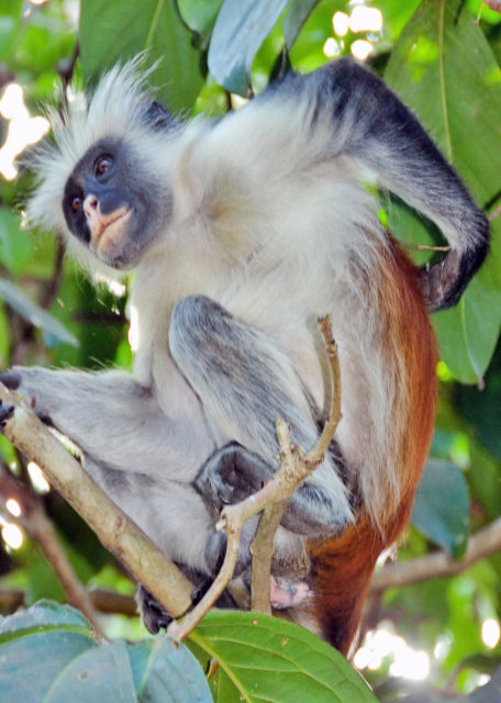 2013-12-27_Zanzibar Red Colobus like Arboreal Locomotion ɣͶ-90001.JPG