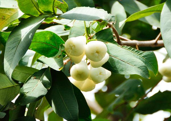 2013-12-27_Fruit_White Apples.jpg