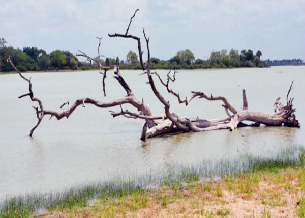 2013-12-28_Rufiji River_Miombo Woodlands & Savannas Ǻֺϡԭ-60001.JPG