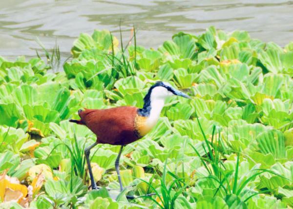 2013-12-28_African Jacana0001.JPG