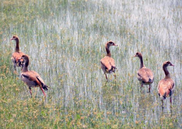 2013-12-28_Egyptian Geese-20001.JPG