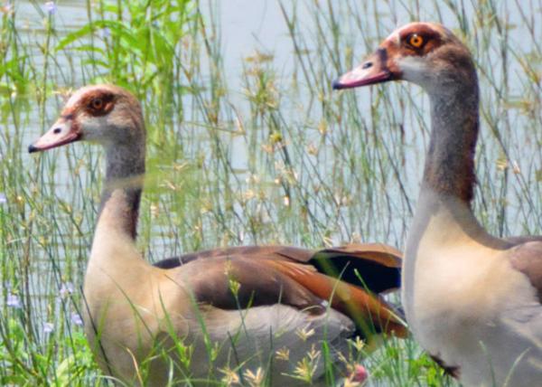 2013-12-28_Egyptian Geese_Male Herding One of His Females ³-10001.JPG