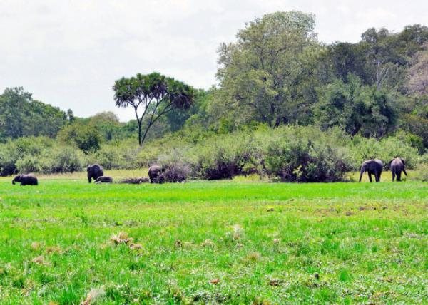 2013-12-28_African Bush Elephants ƽԭ-30001.JPG