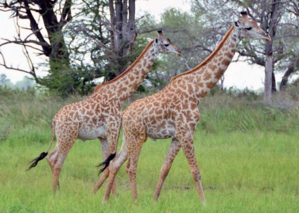 2013-12-28_Masai Giraffe-30001.JPG