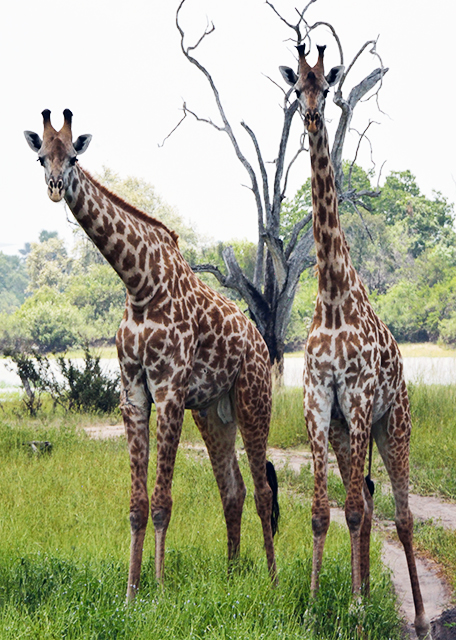2013-12-28_Masai Giraffe ¹-20001.jpg