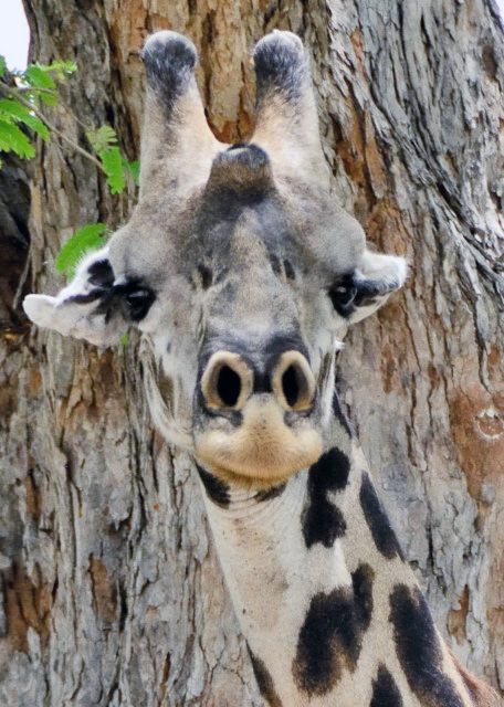 2013-12-28_Masai Giraffe_Bull  w A Median Forehead Lump ţλ׿-40001.JPG