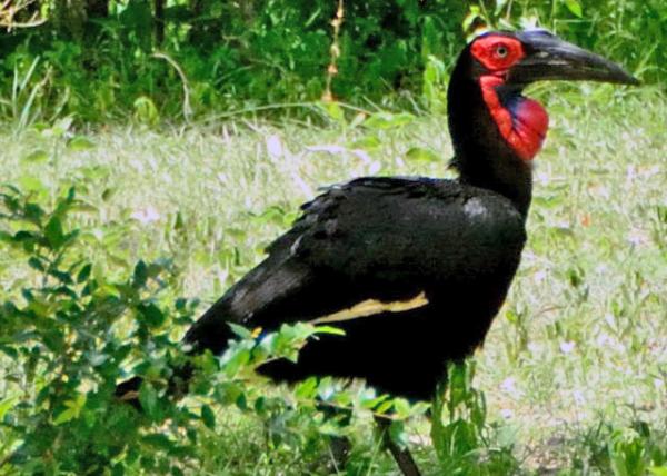 2013-12-28_Southern Ground Hornbill Ϭ-20001.JPG