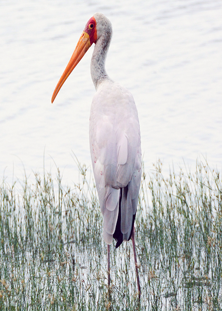 2013-12-28_Yellow-billed Stork q0001.JPG