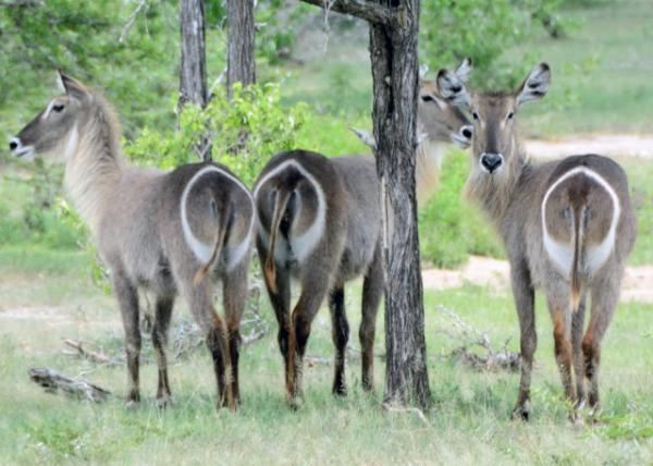 2013-12-28_Waterbucks ޴-10001.JPG