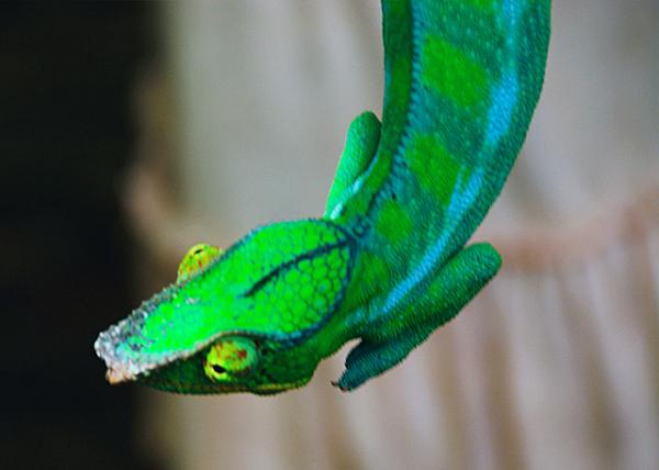 2013-12-30_Panther Chameleon Ʊɫ0001.JPG