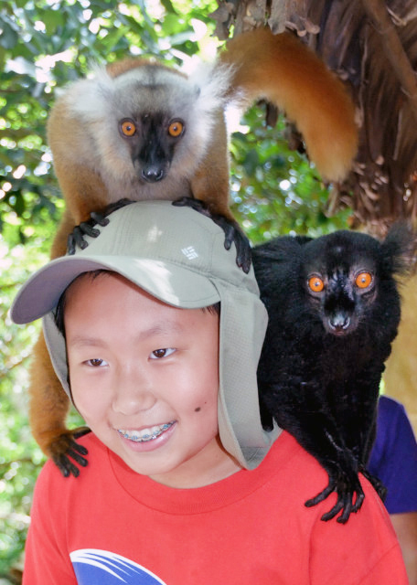 2013-12-30_Lemur_Carry Male in Black & Female in Brown źɫɫƺ-60001.JPG