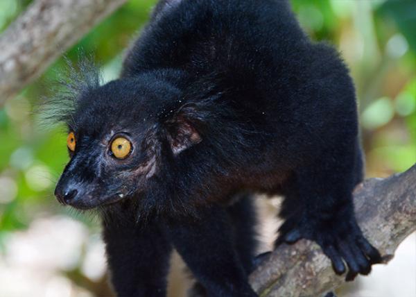 2013-12-30_Lemur Male-30001.JPG