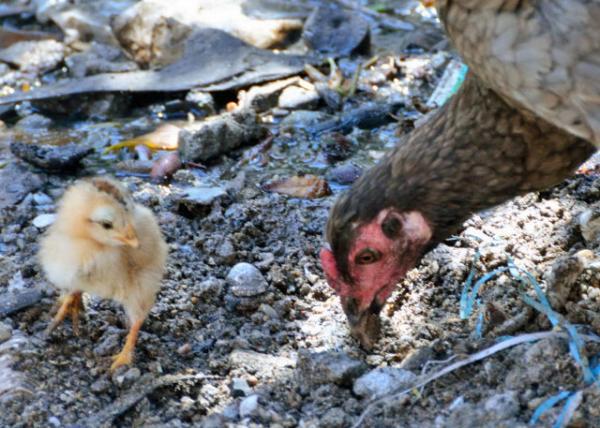 2013-12-30_Free-Range Hen & Chick 豹0001.JPG
