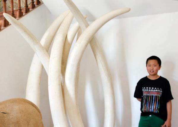 2014-01-02_Natural History Museum_Long Elephant Tusks -80001.JPG