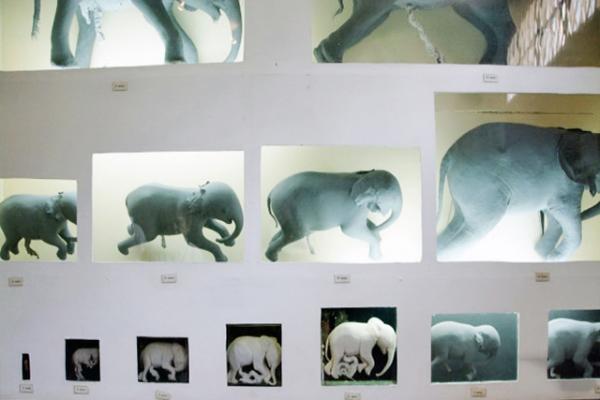 2014-01-02_Elephant Embryology ̥0001.JPG