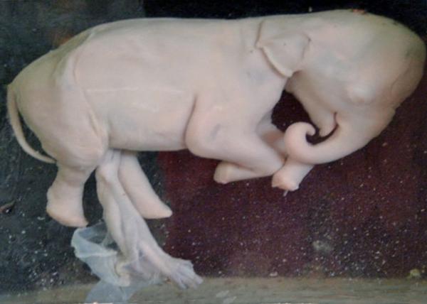 2014-01-02_Elephant_6-Mo Fetus ̥0001.JPG