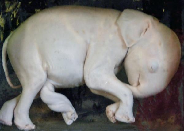 2014-01-02_Elephant_8-Mo Fetus0001.JPG