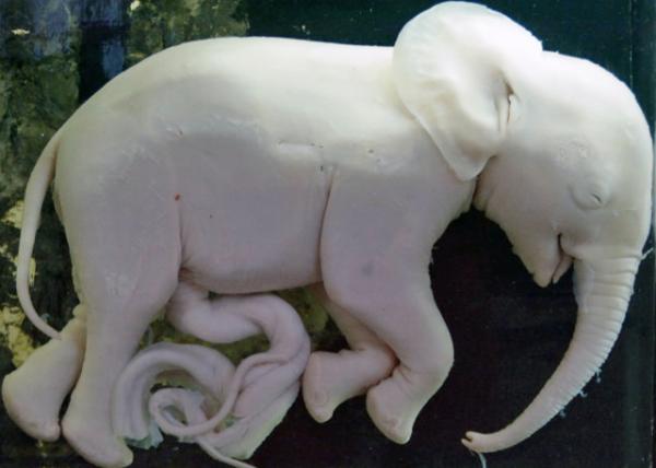 2014-01-02_Elephant_10-Mo Fetus0001.JPG