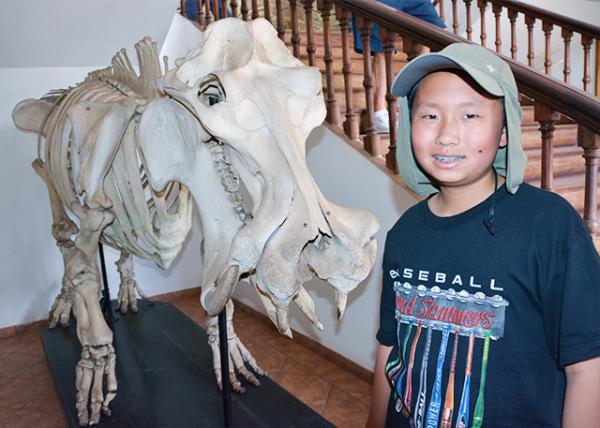 2014-01-02_Natural History Museum_Close-up Shot of a Hippopotamus Skeleton.jpg