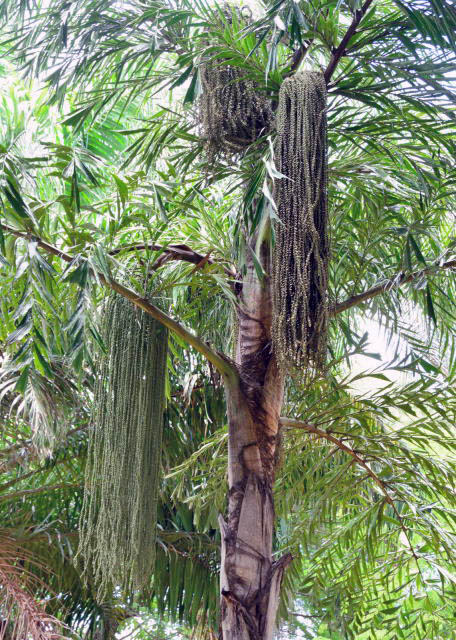 2014-01-02_Plant_Bearded Fig Tree ޻-20001.JPG