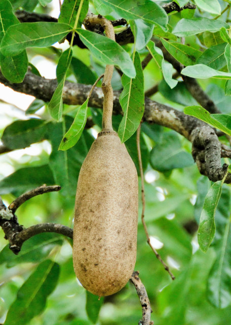 2014-01-02_Sausage Tree -10001.JPG