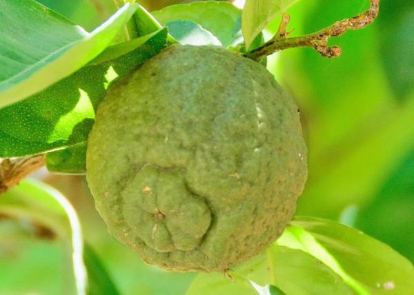 2014-01-02_Plant_Jackfruit -40001.JPG