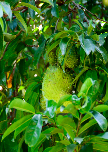 2014-01-02_Plant_Soursop ̷֦-10001.JPG