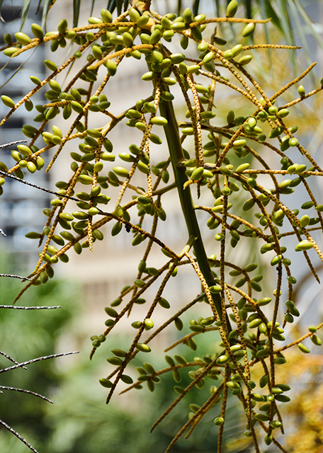 2014-01-02_Plant_Seed of Betel Palm.jpg
