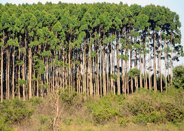 2014-01-03_Eucalyptus Forest -20001.JPG