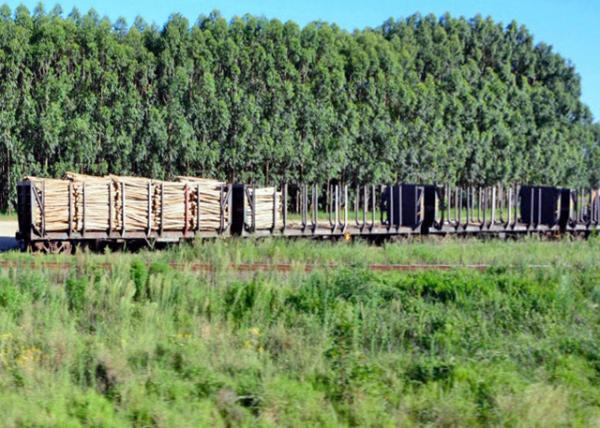 2014-01-03_Eucalyptus Forest_Timber Industry ľҵ-10001.JPG