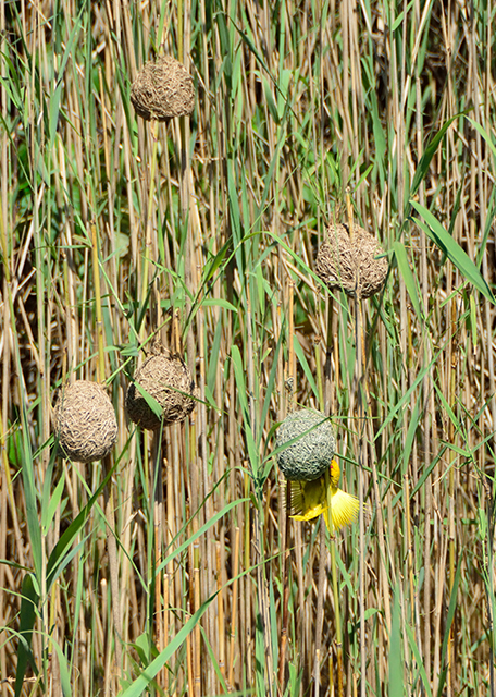 1752288755173403.jpg 2014-01-03_Yellow Weaver 黄织巢鸟-10001.jpg