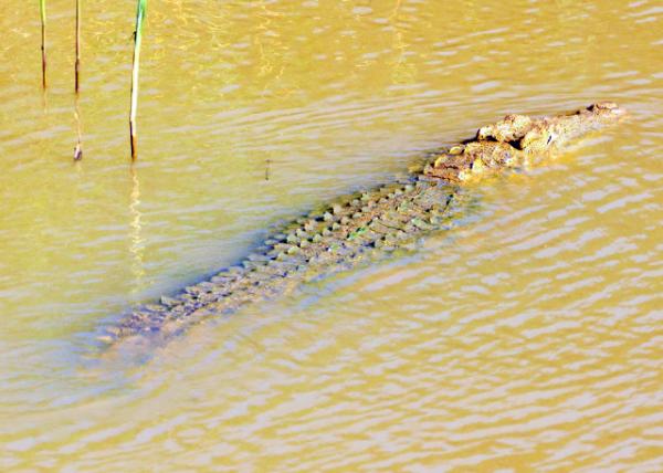 2014-01-03_Crocodile 0001.JPG