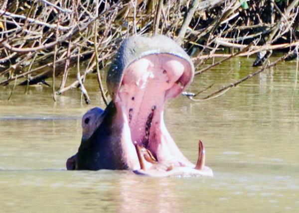 2014-01-03_Hippo Showing Tusk for Demonstration of Its Strength & Aggressiveness ǷʾԼ-20001.JPG