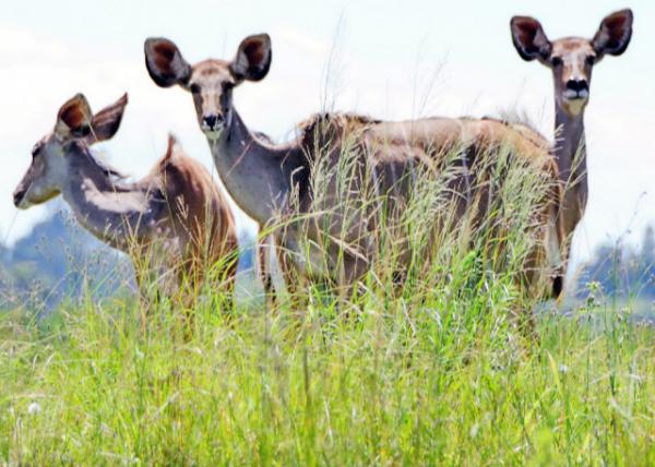 2014-01-04_Common Duikers С-10001.JPG